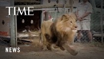 Lions Rescued from Ukraine Released into Big Cat Sanctuary in South Africa