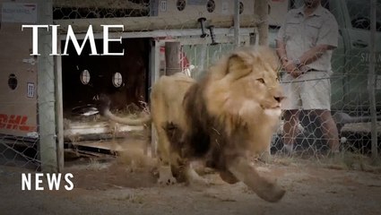 Lions Rescued from Ukraine Released into Big Cat Sanctuary in South Africa