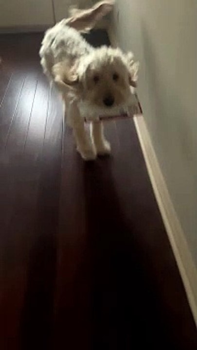 Dog Delivers the Mail