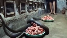 cobra
