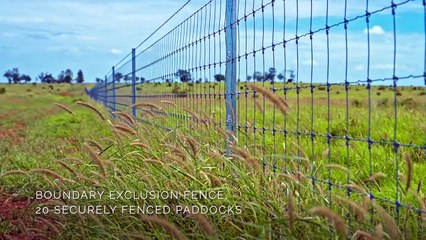 Wongabel, Surat, Qld | March 14, 2024 | Farmonline