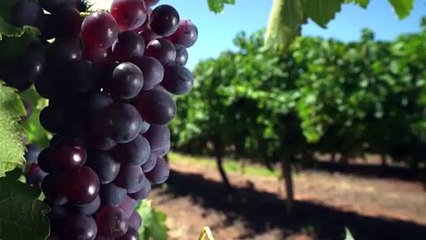 South Australian wine expected to be tariff-free in China by the end of March