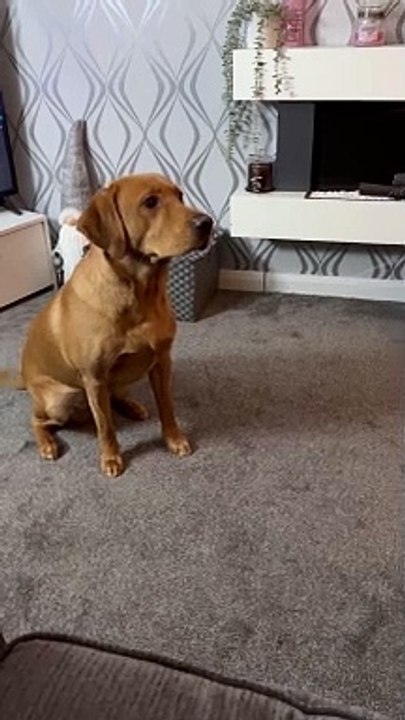 Honest Dog Spits Out Spring Roll
