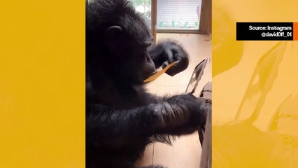 Hulvaton video: erittäin turhamainen apina säätää kampaustaan