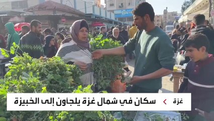 بعد نفاذ كافة المواد الغذائية في ظل الحرب والحصار.. سكان شمال غزة يلجأون إلى "الخبيزة"