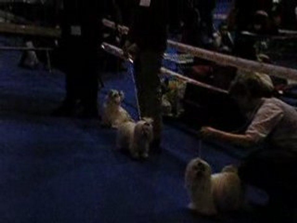 Expo Colmar 05/04 Bichon maltais