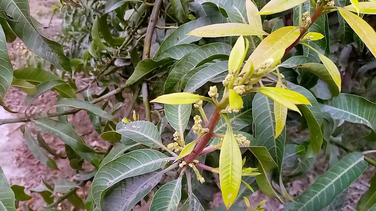 Mango  