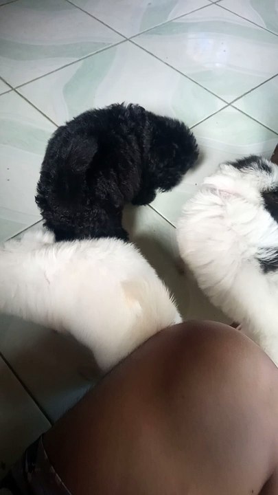 shipoo