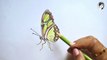 Butterfly drawing | butterfly drawing pencil colour, Butterfly drawing and painting|