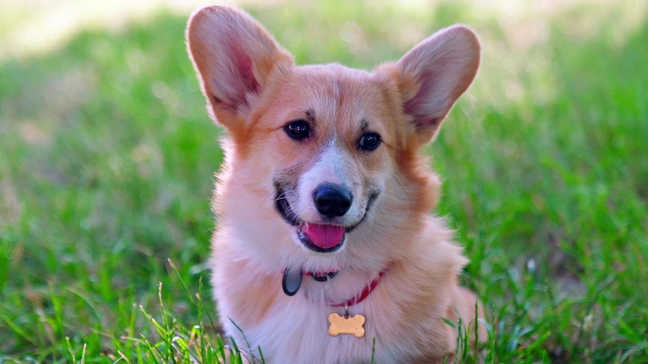 Chip Snip Register Shoalhaven City Council responsible dog ownership | March 14 2024 | South Coast Register