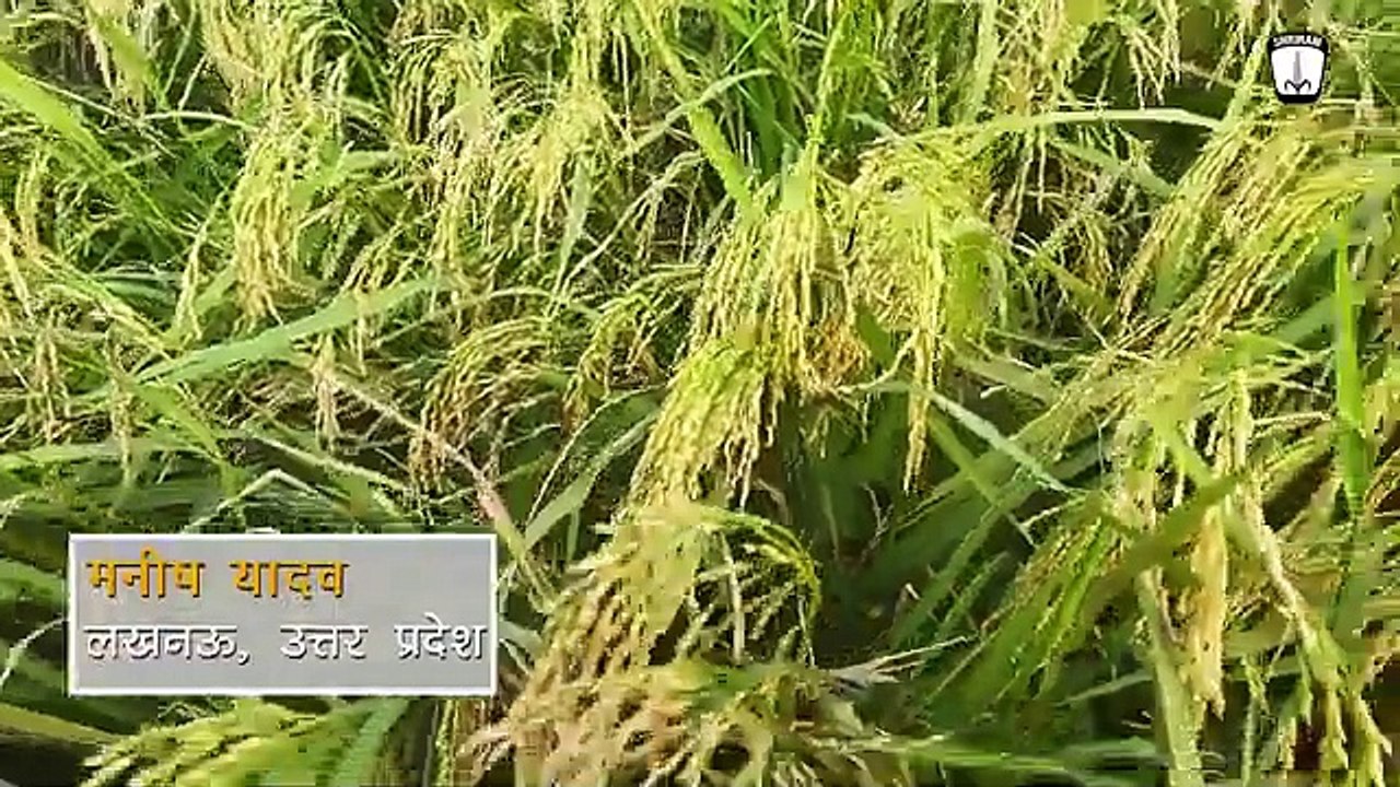 Shriram Super 4400: A Highly Modern Paddy Seed
