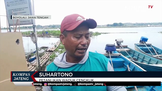 Puluhan Ton Ikan Nila Merah Mati Mendadak