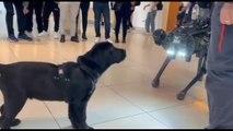Cani reali e cani robotici, prove di convivenza a Rimini
