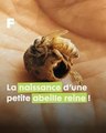 L'incroyable éclosion d'une abeille Reine : un instant captivant dans les mains d'un apiculteur !