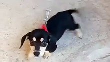 Perrito