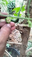 nsunahan tayo ng mga manunudok