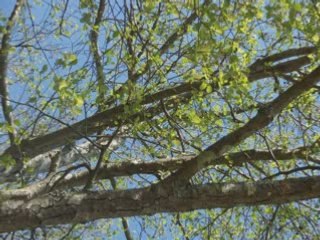 Photos Seignosse le 5 avril 2008.