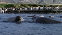 Ballenas asesinas: de cerca y en persona