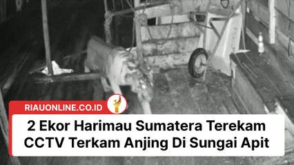 2 Ekor Harimau Sumatera Terekam CCTV Terkam Anjing Di Sungai Apit