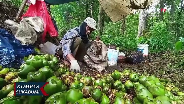 Petani Berharap Permintaan Buah Kolang Kaling Meningkat Di Bulan Ramadan