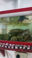 aquarium