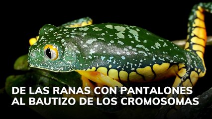De las ranas con pantalones al bautizo de los cromosomas