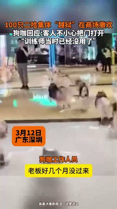 顧客不小心開門，100只哈士奇跑進商場撒歡。Customer opens unexpectedly. 100 huskies ran into the mall.