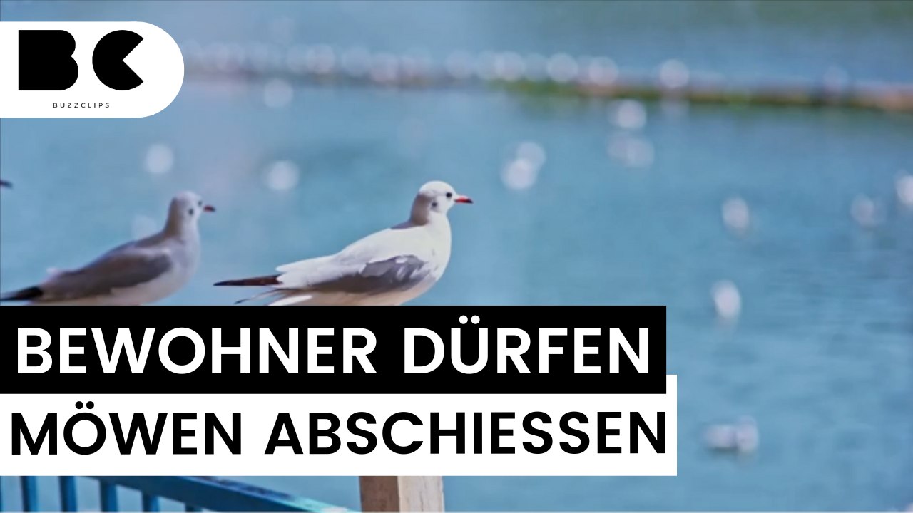 Drastische Maßnahmen: Dänische Stadt erlaubt Abschuss von Möwen!