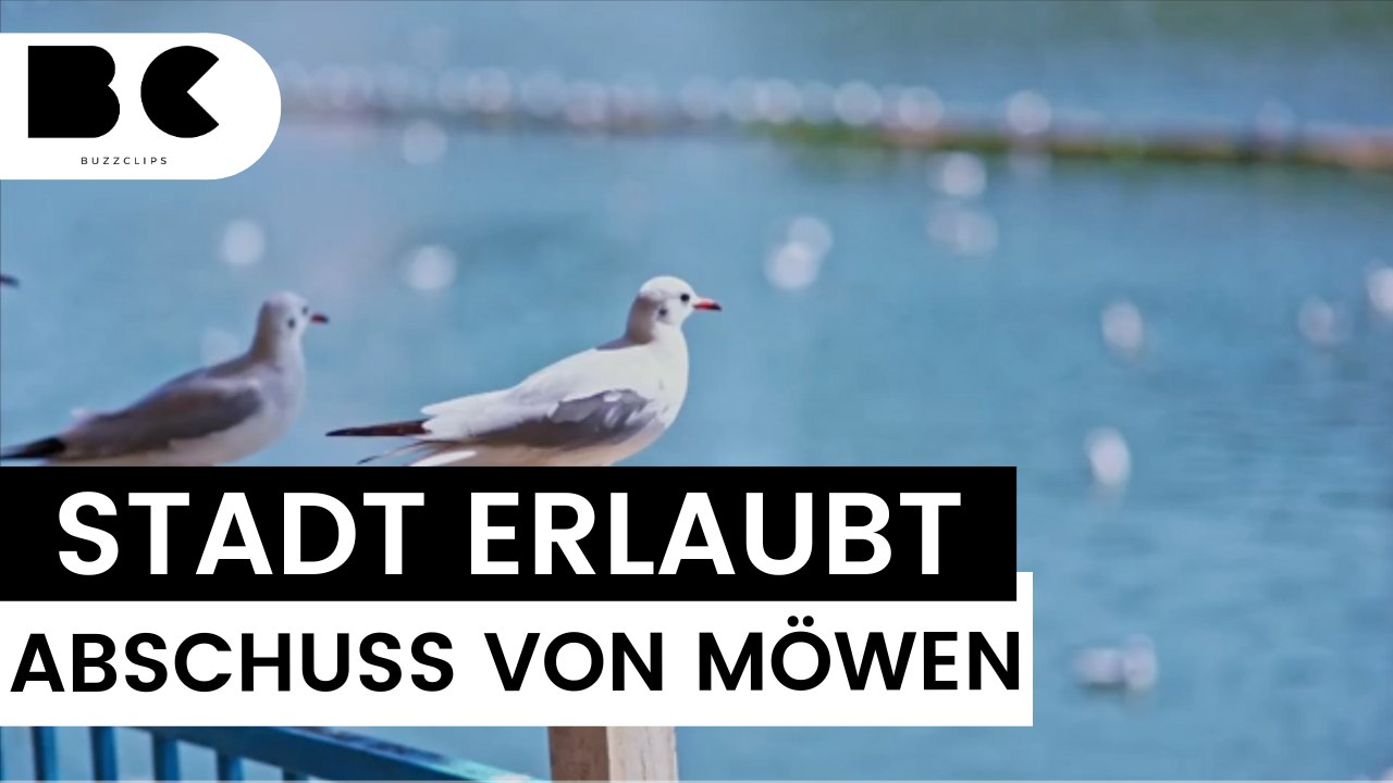 Kurios: Bewohner in dänischer Stadt dürfen Möwen abschießen!