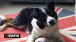 “Britain’s smartest dog” - border collie who knows the names of all 231 of his toys