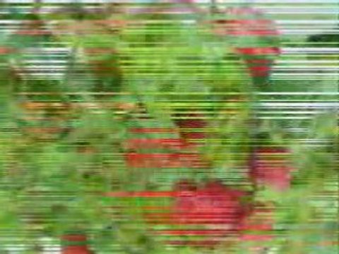 Fraise agricol Mostaganem algerie Mr OUADFEL DJILLALI