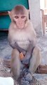 Funny Monkey Shorts, Animal's Video, Wild Animals, Indian Monkey Shorts #Animalsvideo#Monkeyvideo