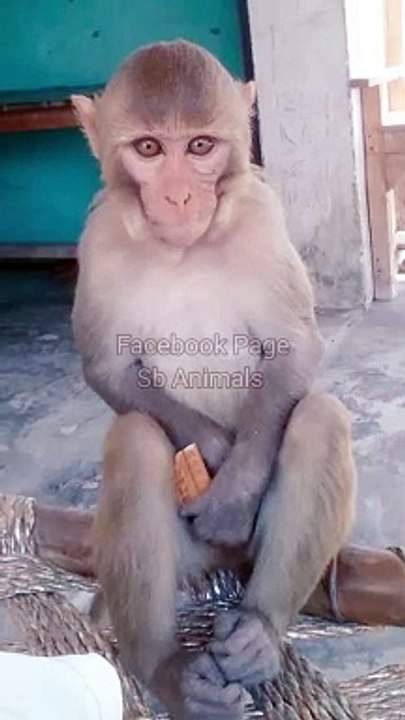 Funny Monkey Shorts, Animal's Video, Wild Animals, Indian Monkey Shorts #Animalsvideo#Monkeyvideo