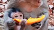Viral Monkey Reels Video, Trending Video, Animals Video#Animalsvideo#Monkeyvideo