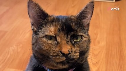 Elle emmène son chat chez le vétérinaire pour des problèmes de peau : le diagnostic perturbe 2,2M de personnes (vidéo)