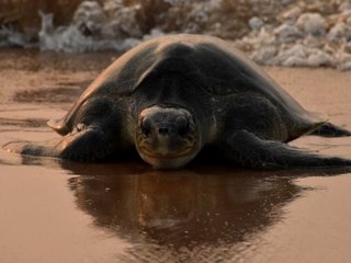 Gigantische Süßwasserschildkröte entdeckt in Brasilien 🐢