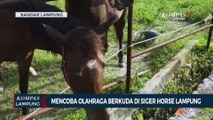 Seru! Mencoba Olahraga Berkuda di Siger Horse Lampung