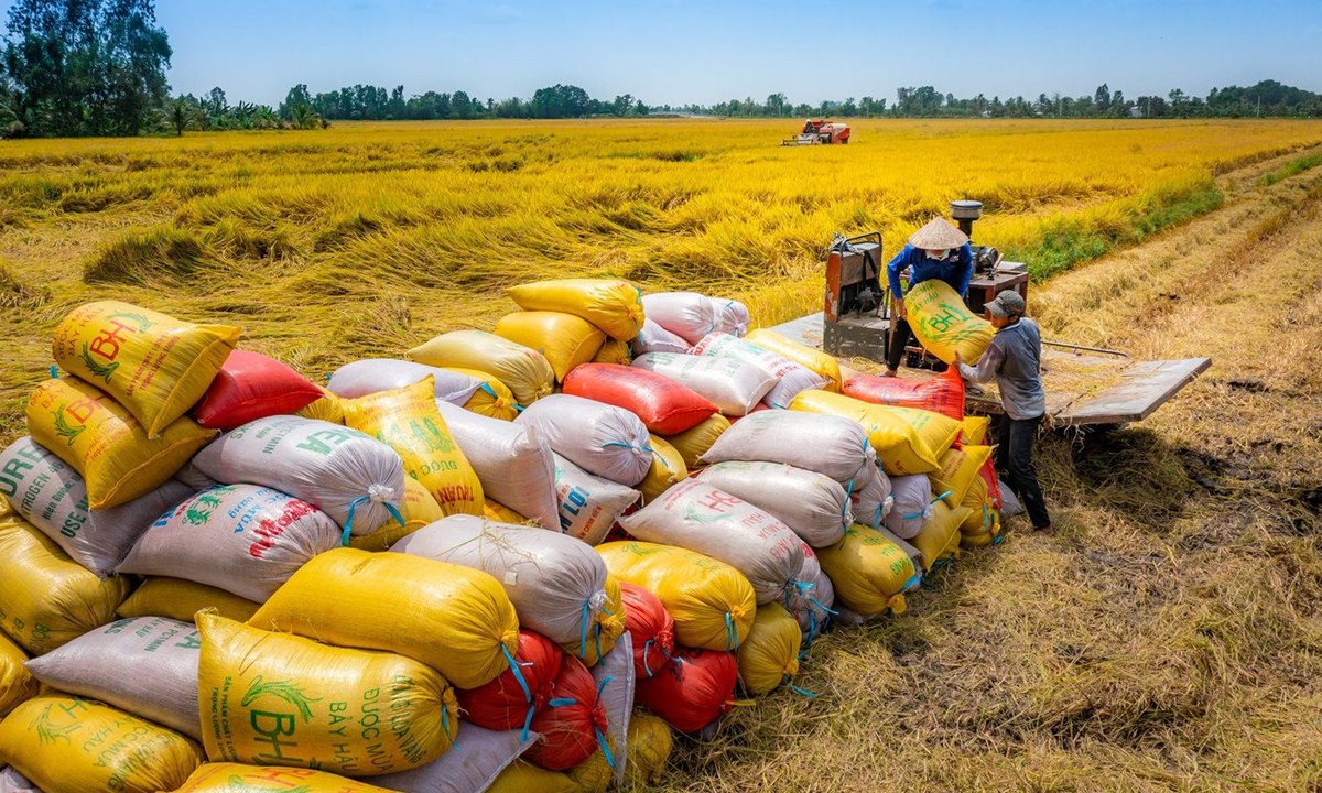 Giá lúa tăng trở lại nhưng nhiều nông dân vẫn bán với giá thấp