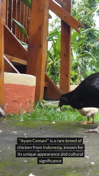 Facts About Ayam Cemani
