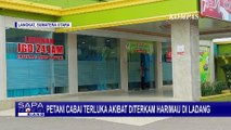 Diterkam Harimau saat Panen, Petani Cabai Jalani Operasi 82 Jahitan di Kepala dan Leher!