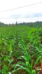 Melihat Tanaman Jagung