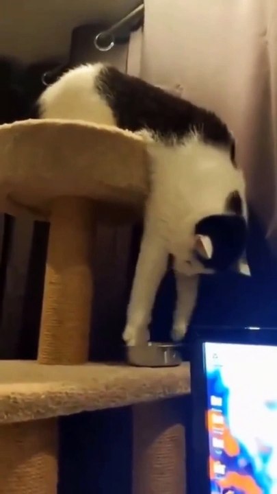 crazy animals from the internet pt.14