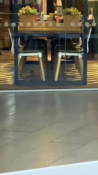 Rodent spotted in Harvester at Sheffield's Mead...