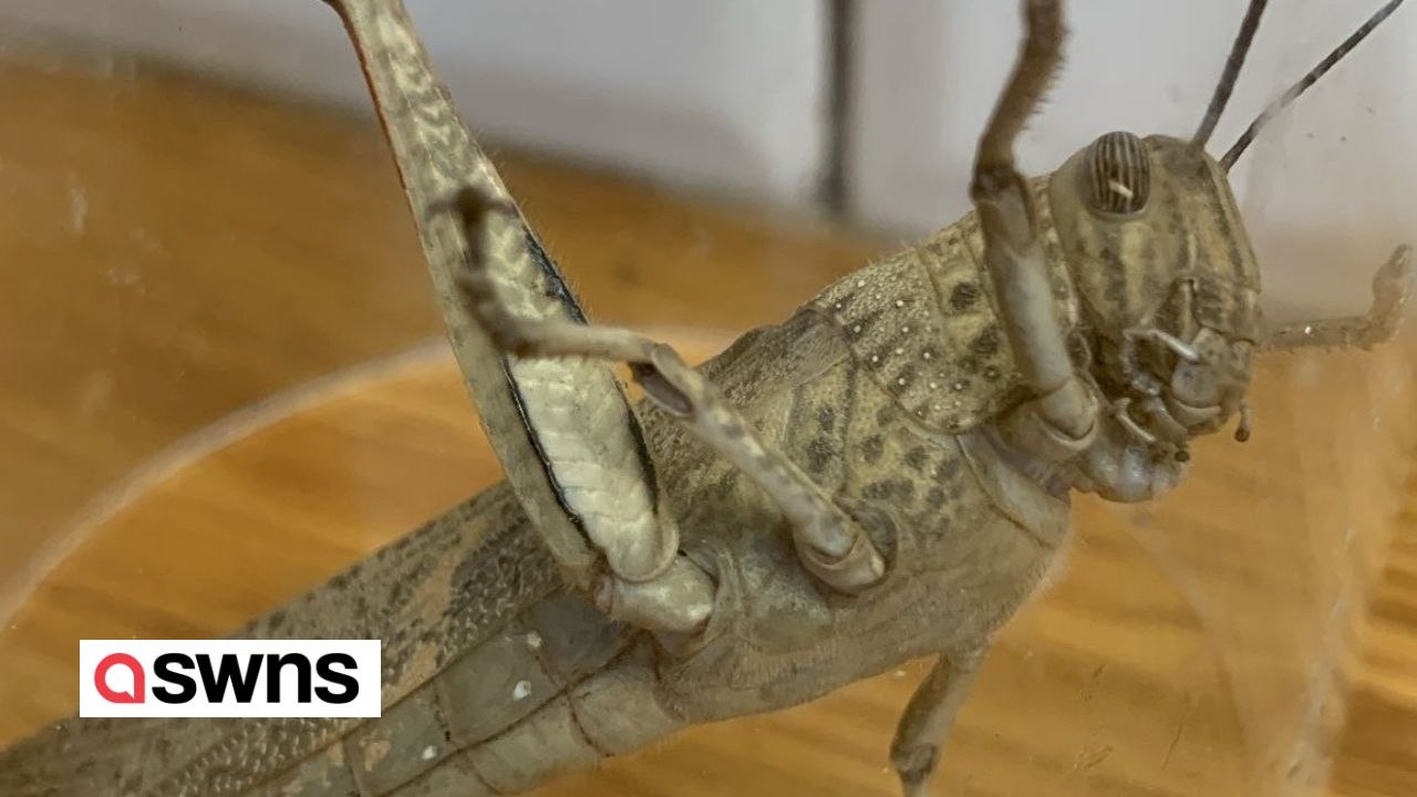 Mann „schockiert' über riesige Heuschrecke in seinem Aldi-Laden