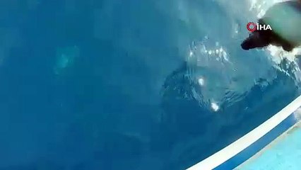 Amatör balıkçının oltasına 25 kiloluk köpek balığı takıldı