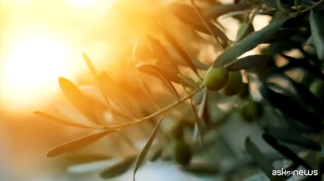 Dagli scarti alla cosmesi: l'economia circolare di Green Oleo