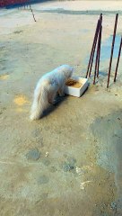 القطه البيضاء الجميله