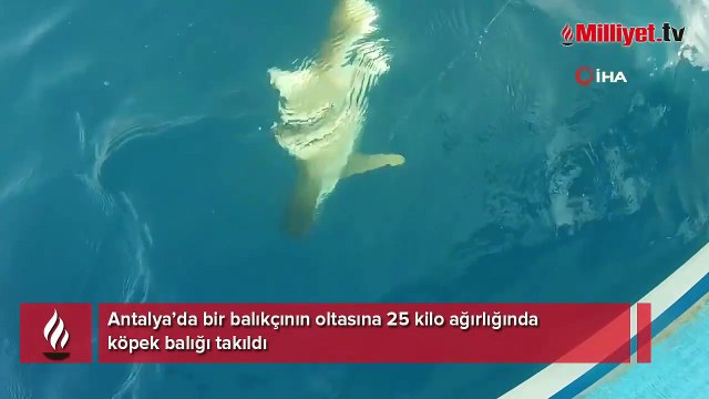 Kuzu balığı diye çekti köpek balığı çıktı