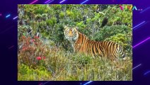 Lagi Panen Cabai, Warga Langkat Diserang Harimau Besar