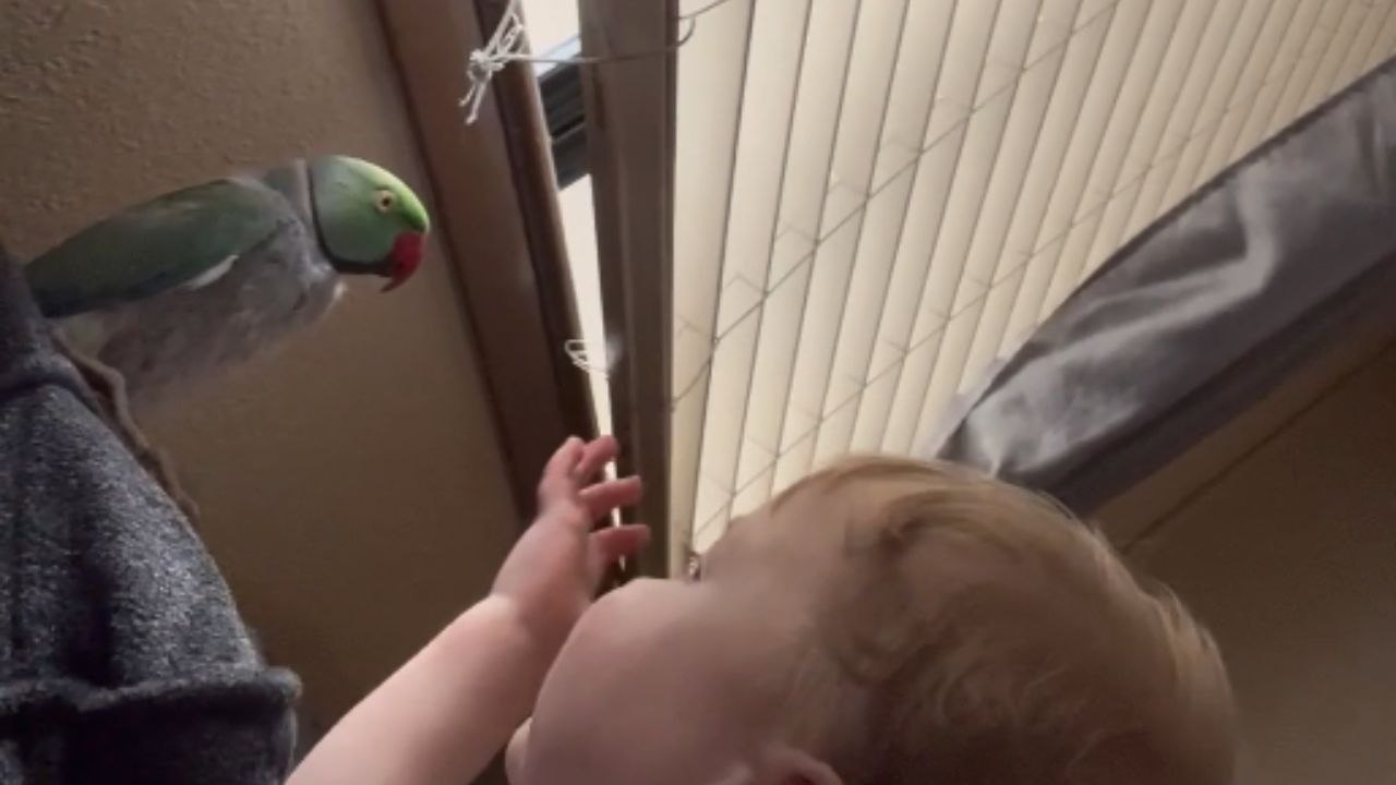 Cute parrot calls kid a 'pretty, pretty boy' as the two adore each other